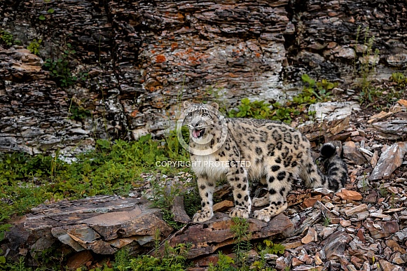 Snow Leopard-Snow Leopard in Summer