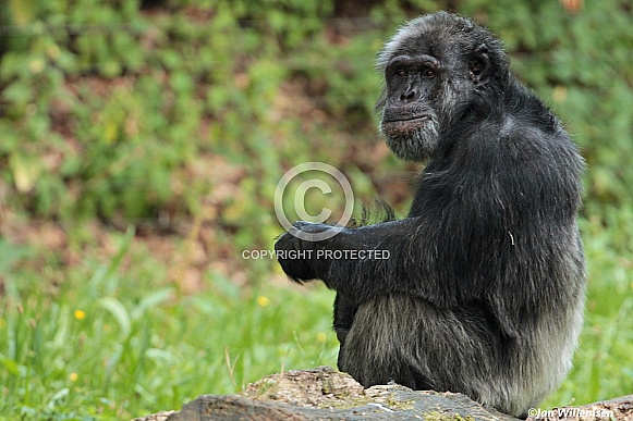 Chimpanzee Chimpanzee