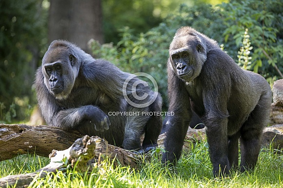 Western Lowland Gorilla (Gorilla Gorilla Gorilla) Western Lowland Gorilla (Gorilla Gorilla Gorilla)