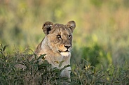 Lion cub in the morning in the grass