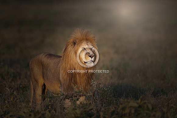 Male lion at sunrise looking into the light Male lion at sunrise looking into the light