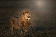 Male lion at sunrise looking into the light
