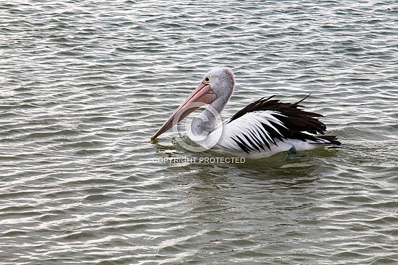 Australian Pelican Australian Pelican