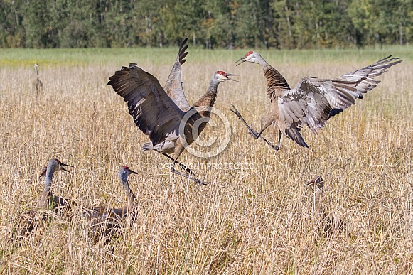 Sandhill Crane Pair Dancing