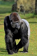 Western lowland Gorilla