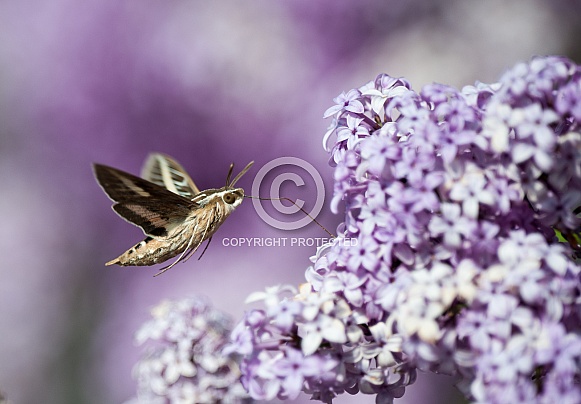 Hummingbird hawkmoth