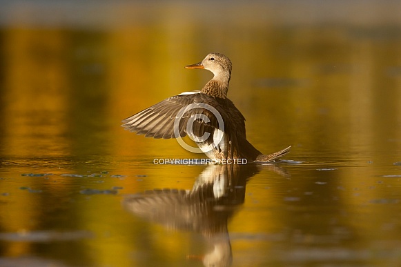 Mallard duck, Anas platyrhynchos