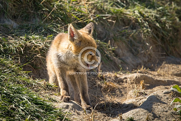 Red fox cub/cubs in nature