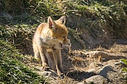 Red fox cub/cubs in nature
