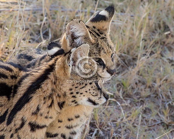 Serval Duo Portrait