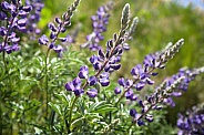 Silvery Lupine (Lupinus argenteus)