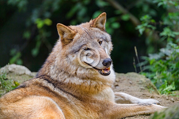 Wolf lying down Wolf lying down