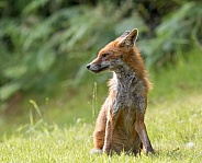 Red Fox (juvenile)