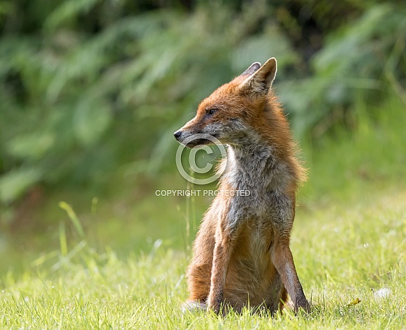 Red Fox (juvenile)