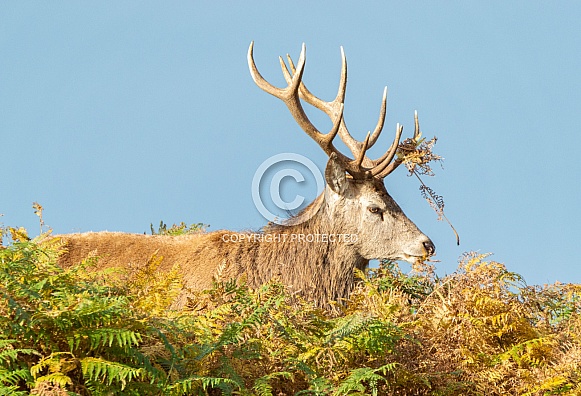 Red Deer Stag