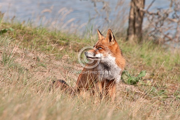 Red Fox