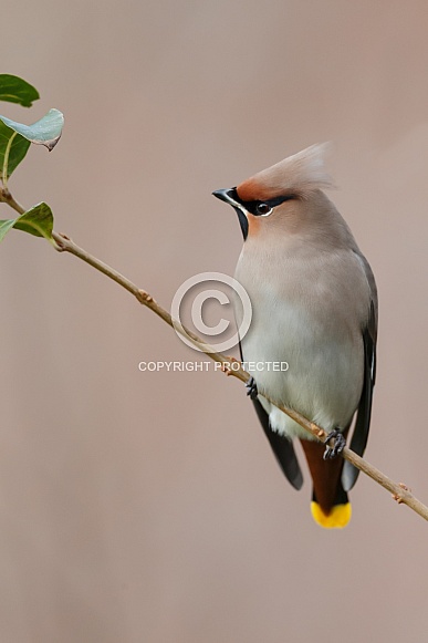 The Bohemian waxwing (Bombycilla garrulus)