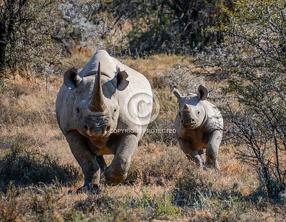 Black Rhino mother and calf