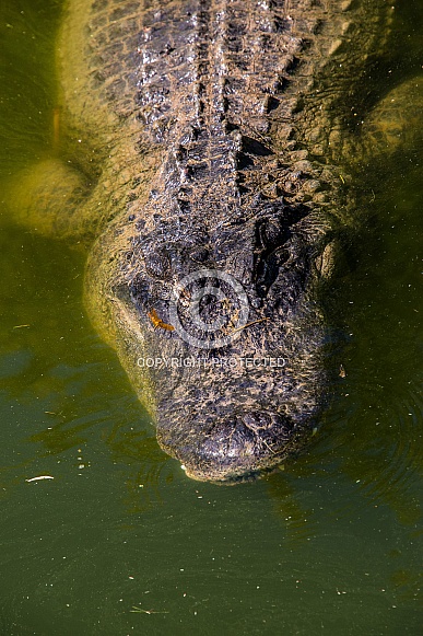 Alligator