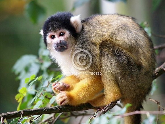 Squirrel Monkey (Saimiri)