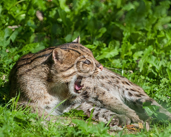 fishing cat fishing cat
