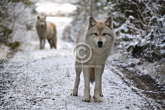 Grey Wolf