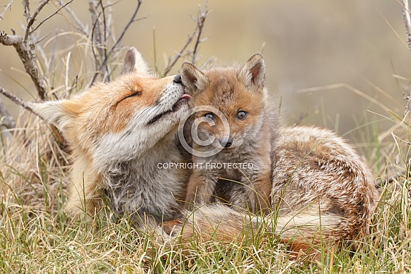 Red Fox Cubs Red Fox Cubs