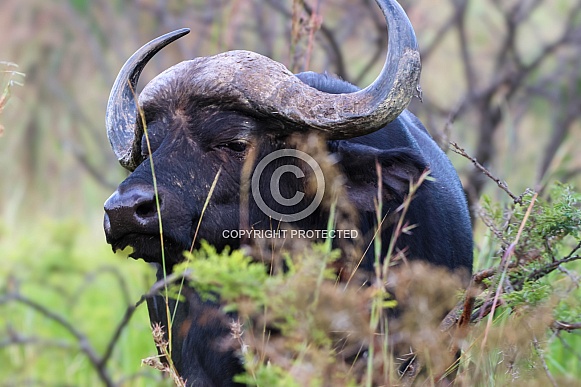 African buffalo in the wild