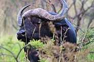 African buffalo in the wild