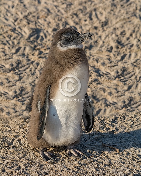 African Penguin Chick