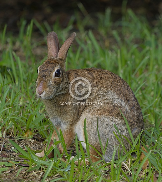 Marsh Rabbit