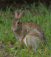Marsh Rabbit