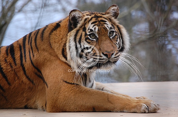 Sumatran Tiger