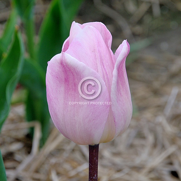 Tulip Tulip