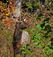 Elk