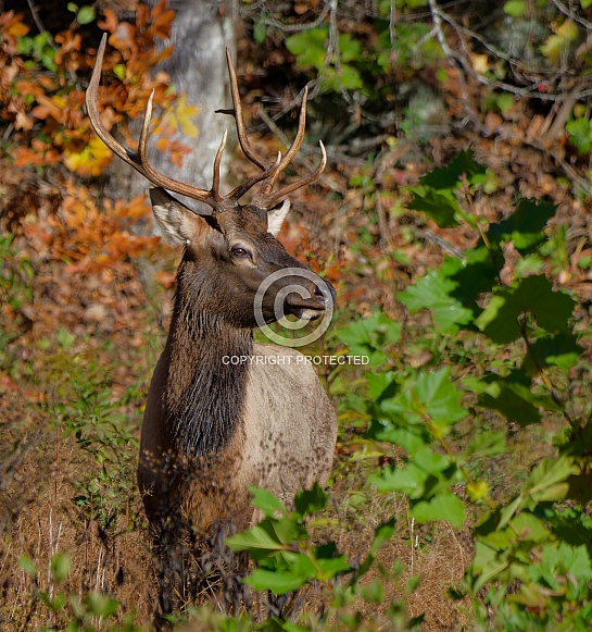 Elk