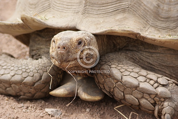 Giant tortoise