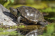 Tortoise at the water