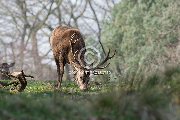 Red deer