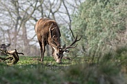 Red deer