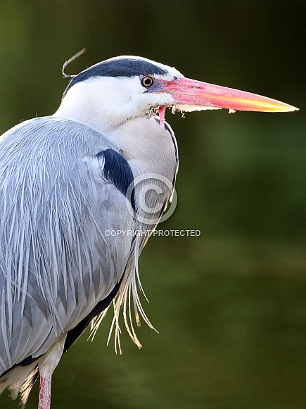 Grey Heron (Ardea Cinerea)