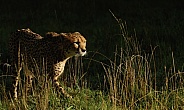 Cheetah