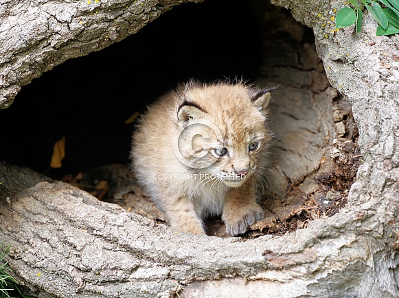 Siberian lynx kitten Siberian lynx kitten