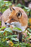Red Fox