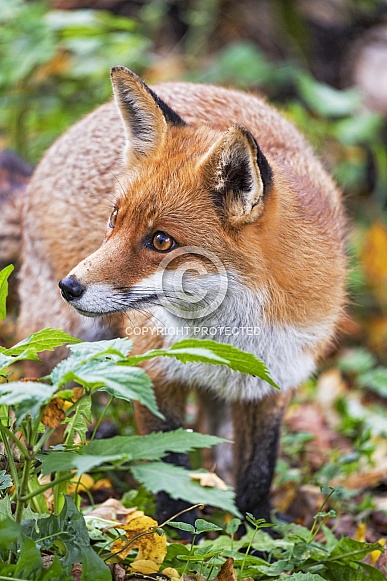Red Fox