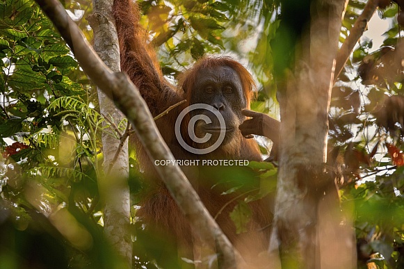 Sumatran orangutan in the nature habitat