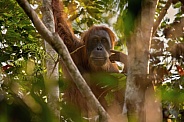 Sumatran orangutan in the nature habitat