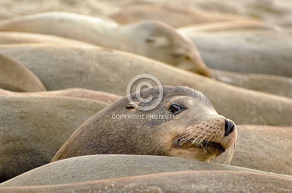 California Sea Lion