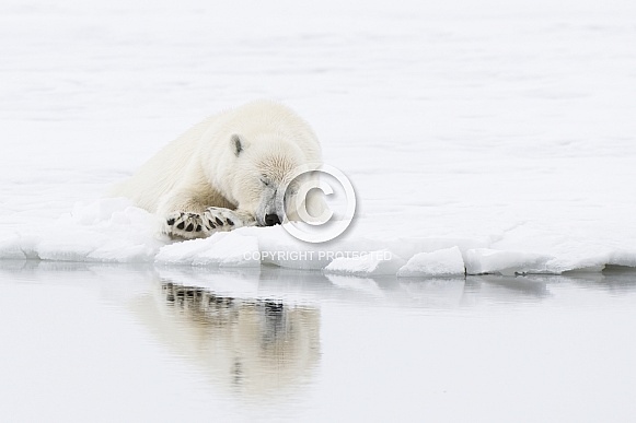 Polar Bear
