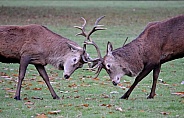 Rutting Red Deer Stag